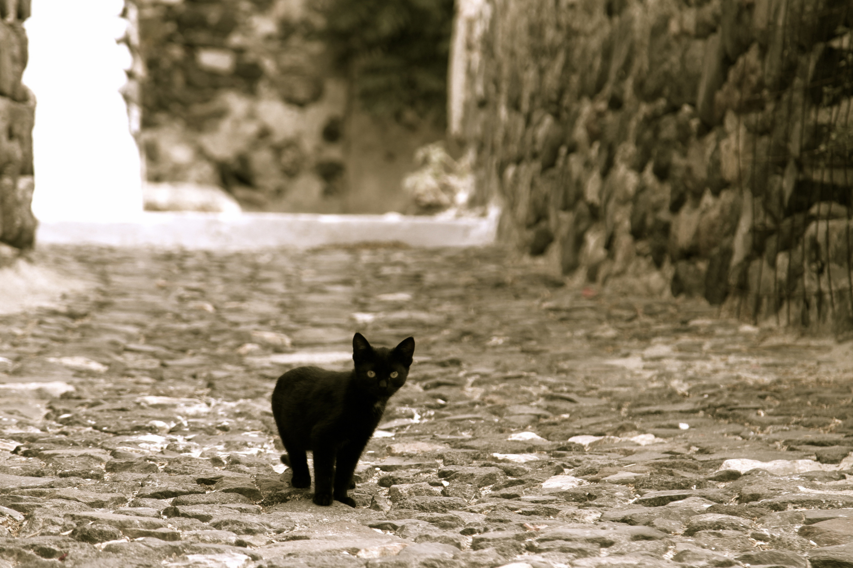 Sfondi Little Black Kitten 2880x1920