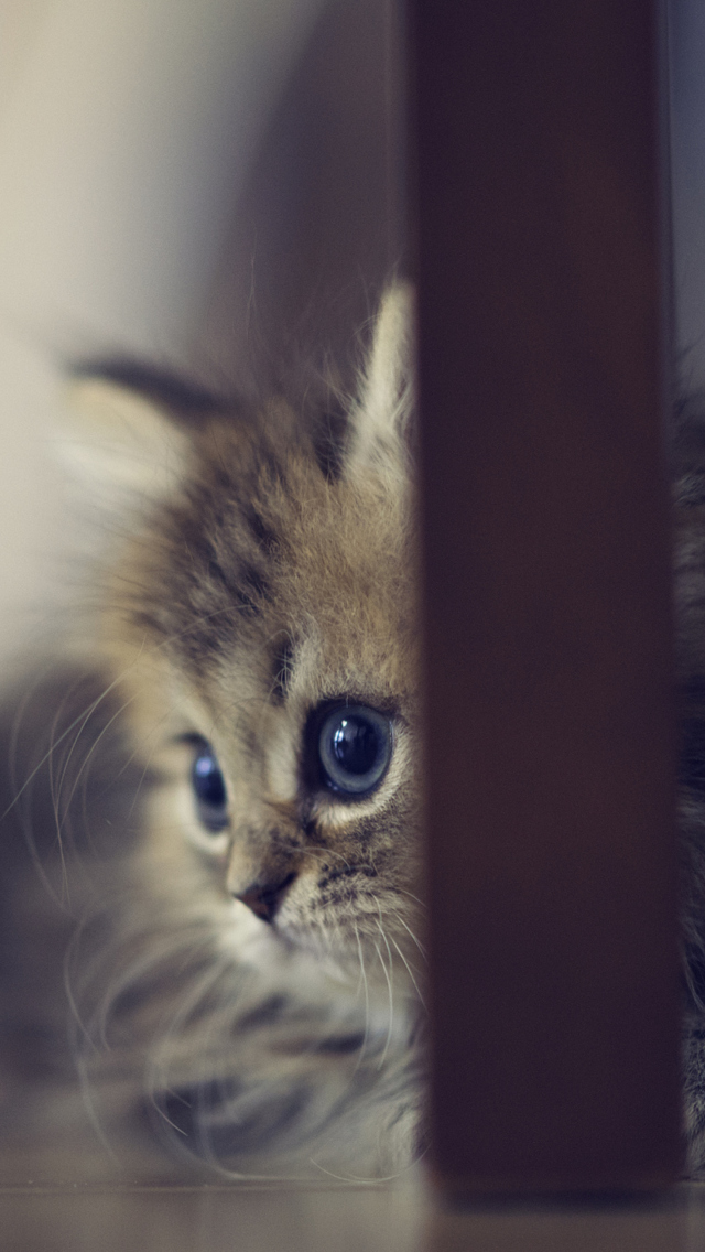 Sfondi Sweet Little Kitten 640x1136