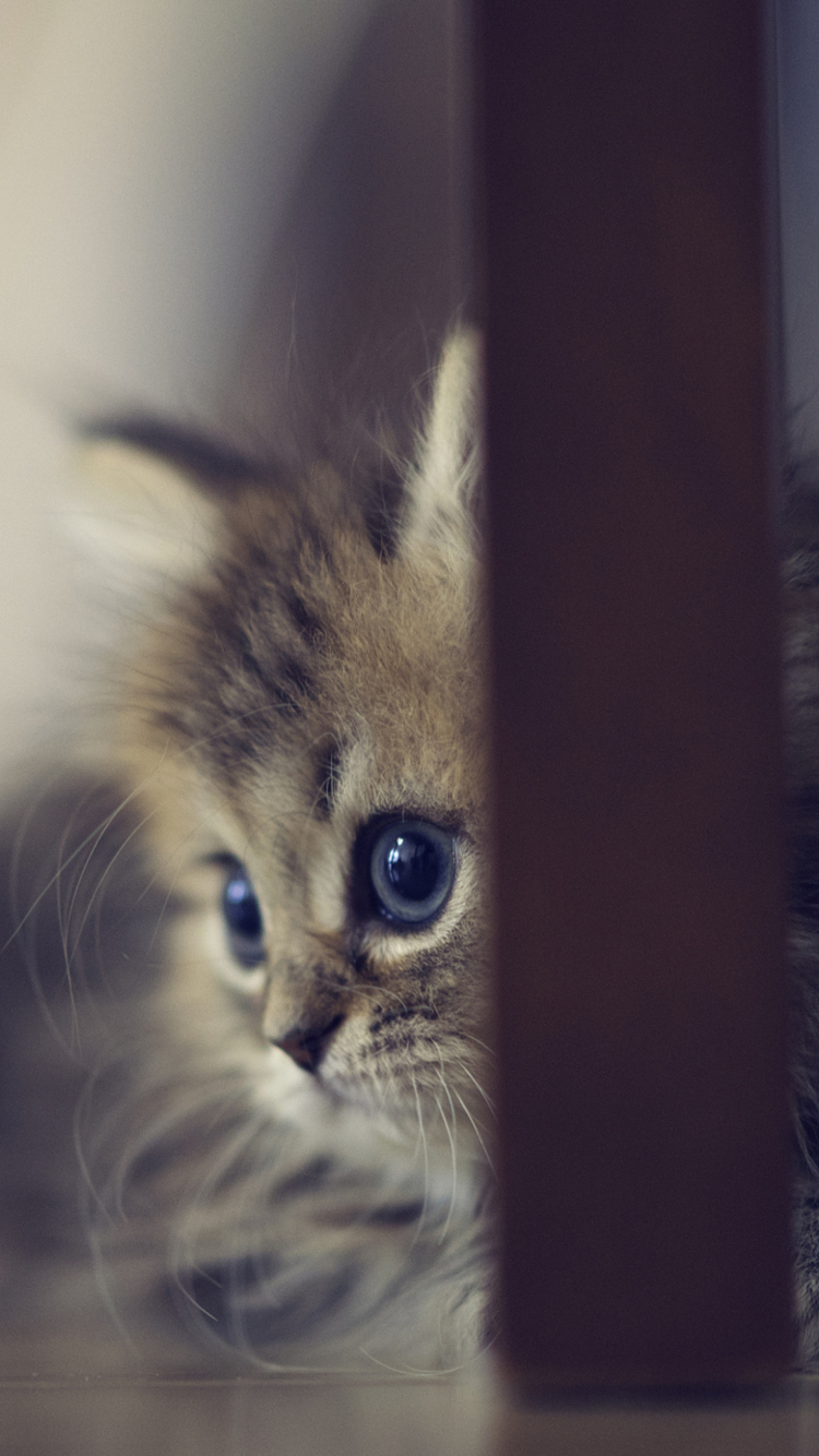 Das Sweet Little Kitten Wallpaper 750x1334
