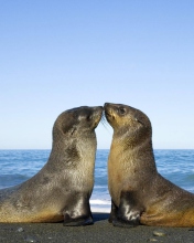 Sfondi Antarctic Fur Seal 176x220