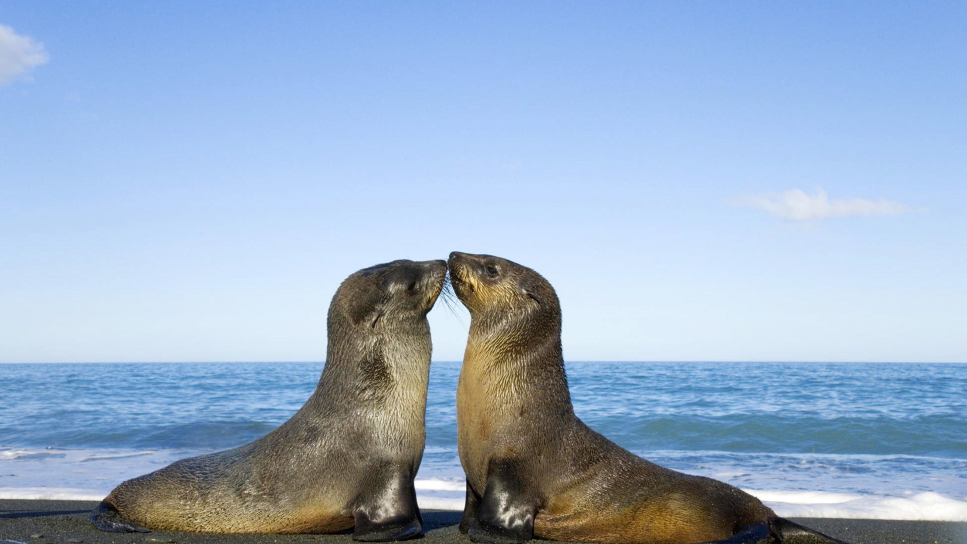 Обои Antarctic Fur Seal 1920x1080