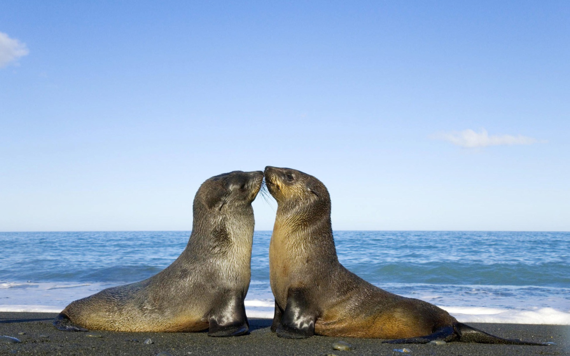 Screenshot №1 pro téma Antarctic Fur Seal 1920x1200