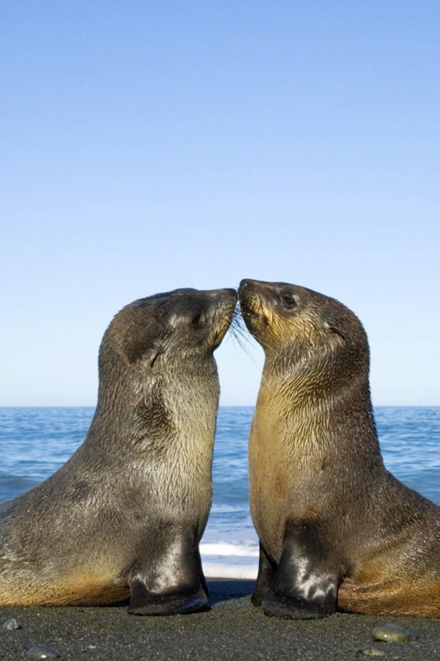 Das Antarctic Fur Seal Wallpaper 640x960