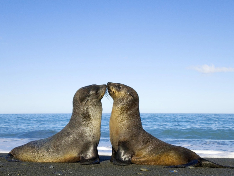 Das Antarctic Fur Seal Wallpaper 800x600