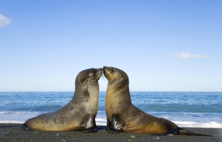 Antarctic Fur Seal - Fondos de pantalla gratis 
