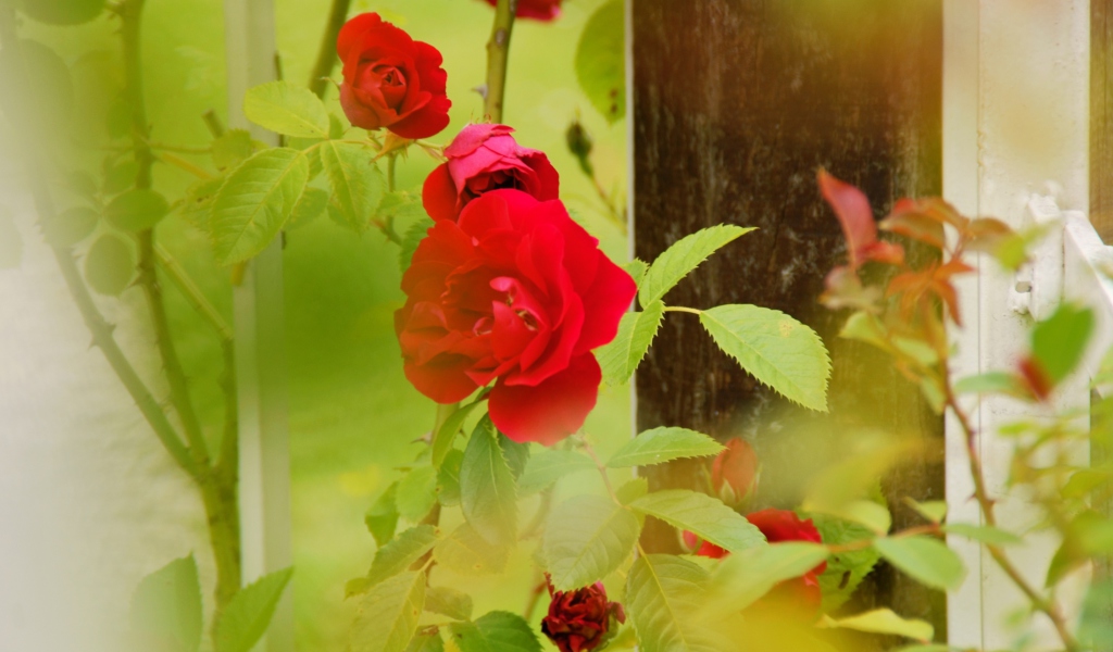 Screenshot №1 pro téma Red Roses 1024x600