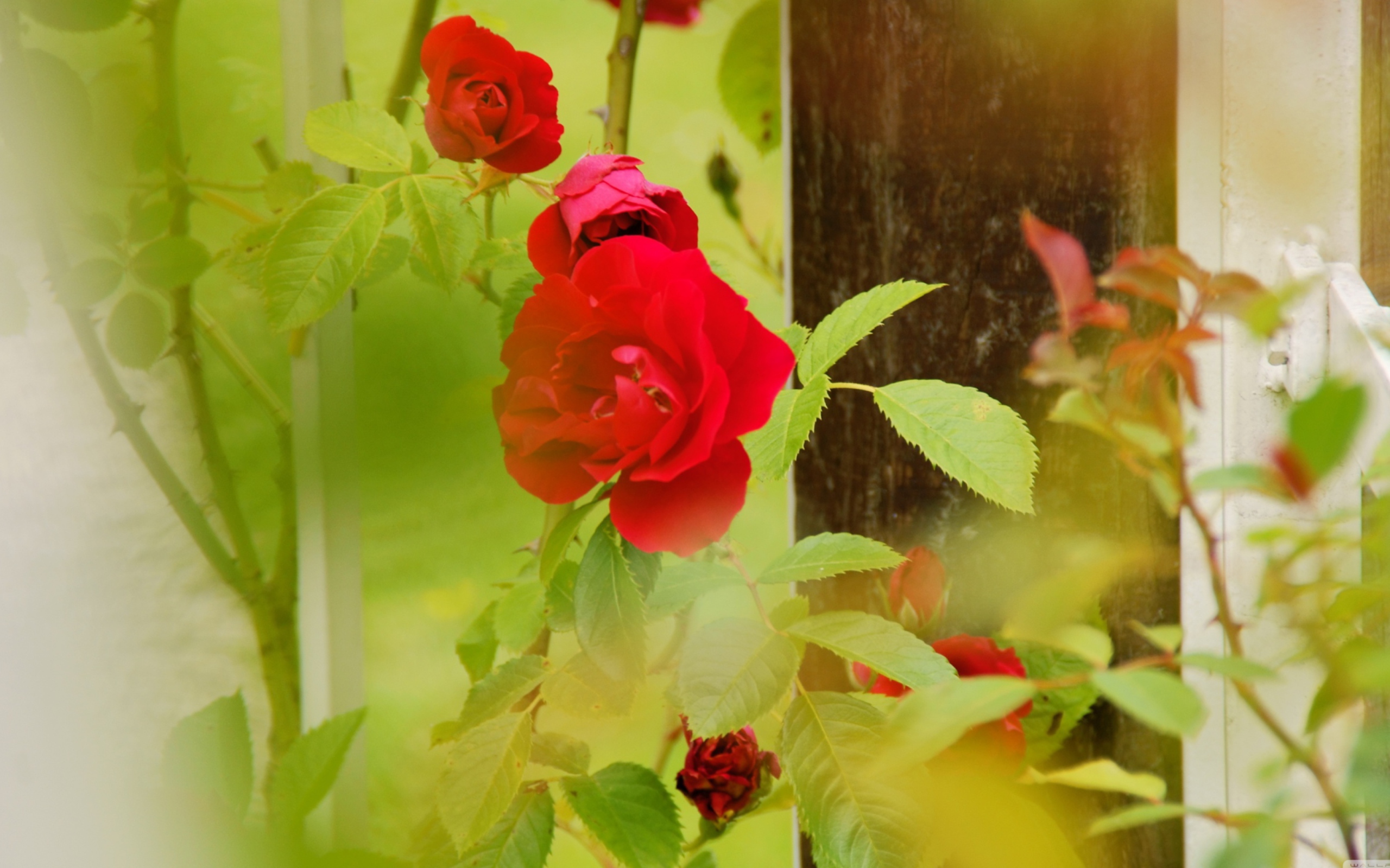 Screenshot №1 pro téma Red Roses 2560x1600