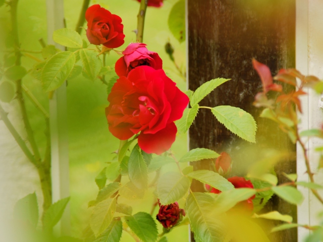 Das Red Roses Wallpaper 640x480