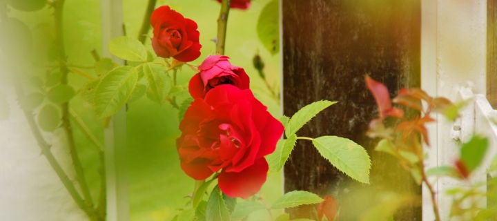 Red Roses wallpaper 720x320