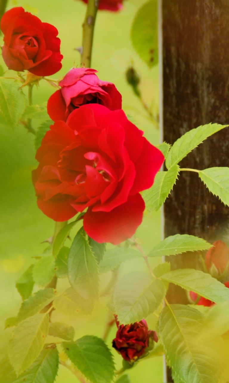Fondo de pantalla Red Roses 768x1280