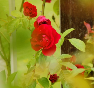 Red Roses - Obrázkek zdarma pro 208x208