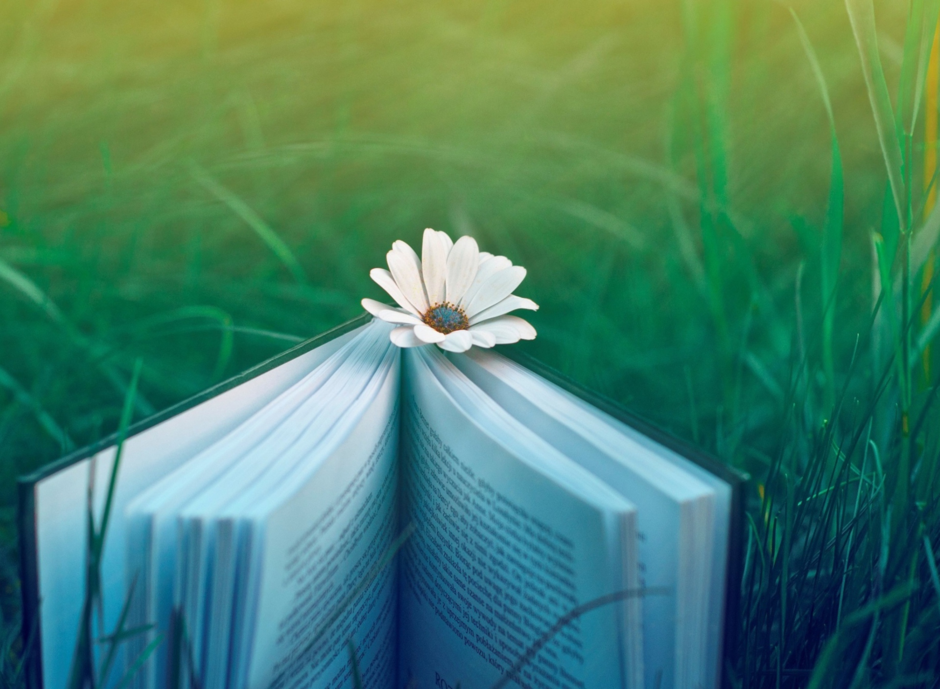 Book And Flower wallpaper 1920x1408