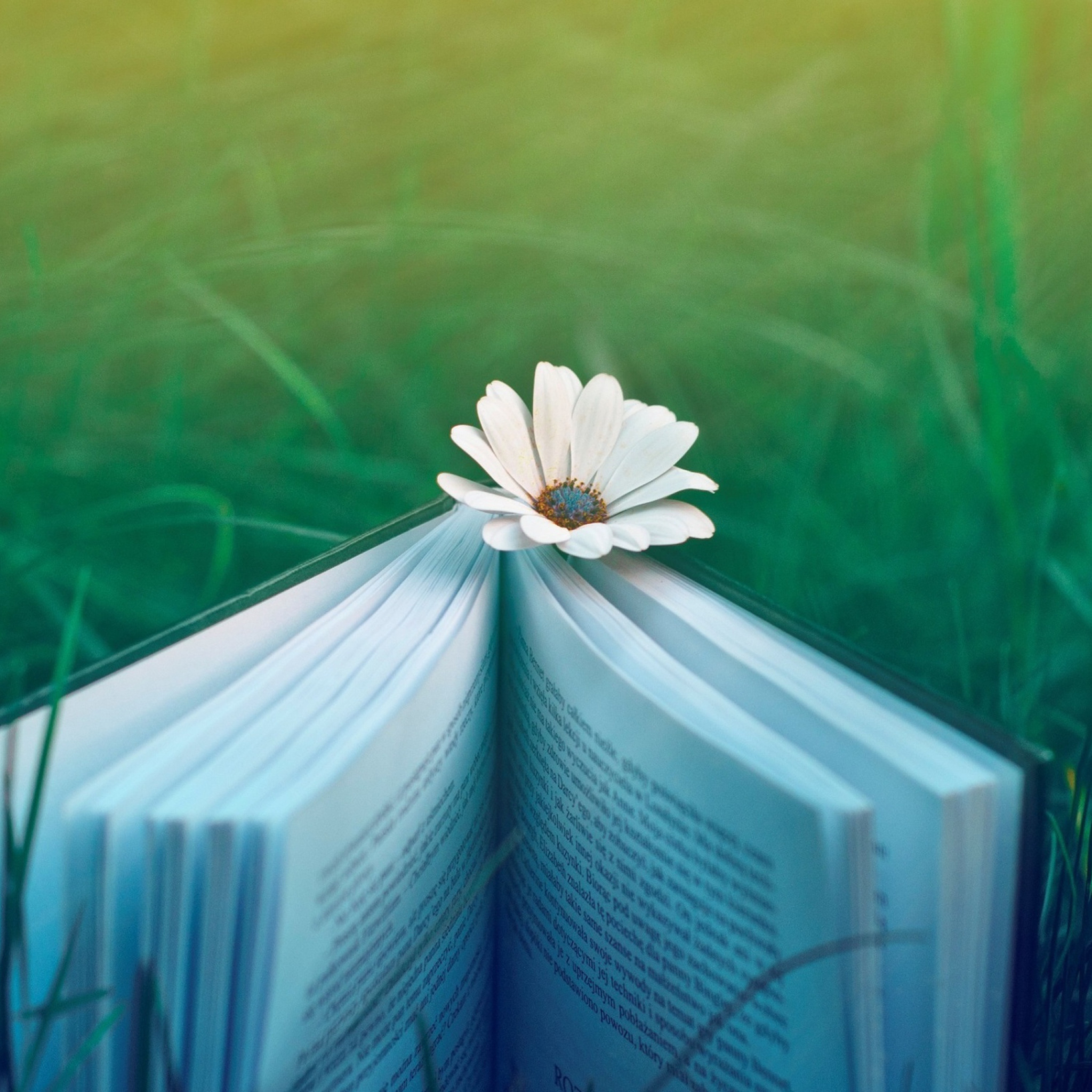 Book And Flower wallpaper 2048x2048