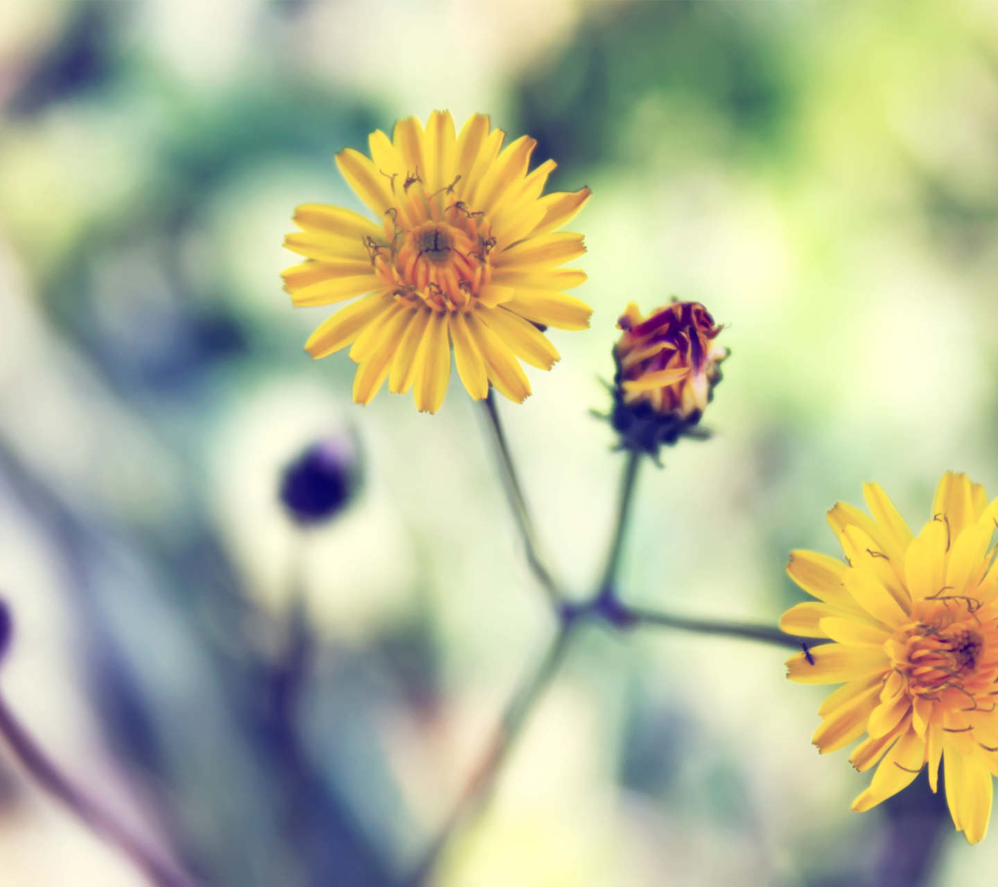 Fondo de pantalla Yellow Spring Flower 1440x1280