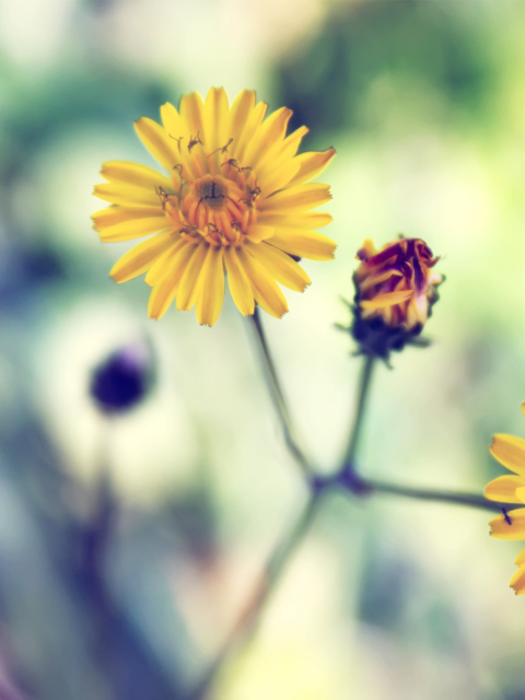 Screenshot №1 pro téma Yellow Spring Flower 480x640