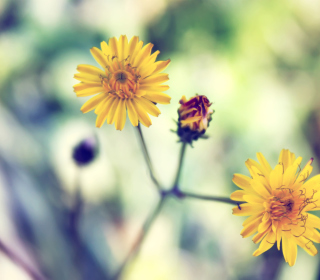 Yellow Spring Flower sfondi gratuiti per iPad Air