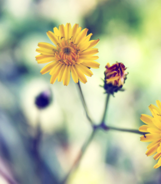 Yellow Spring Flower - Obrázkek zdarma pro Nokia X3