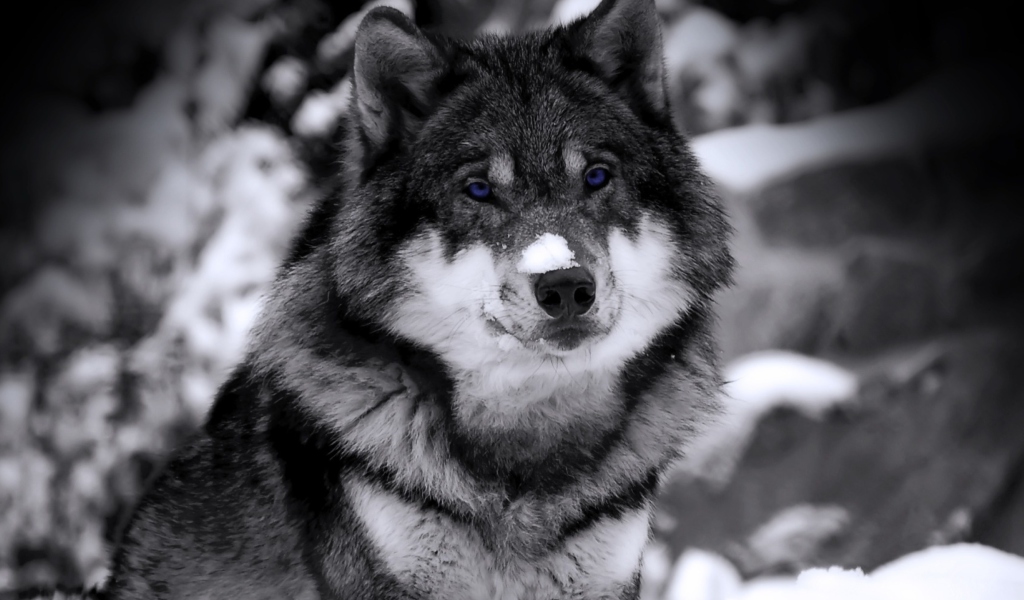 Fondo de pantalla Wolf In Winter 1024x600