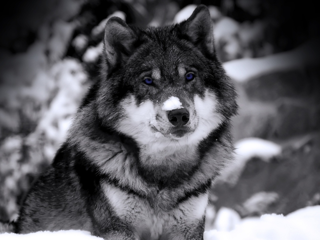 Das Wolf In Winter Wallpaper 1024x768