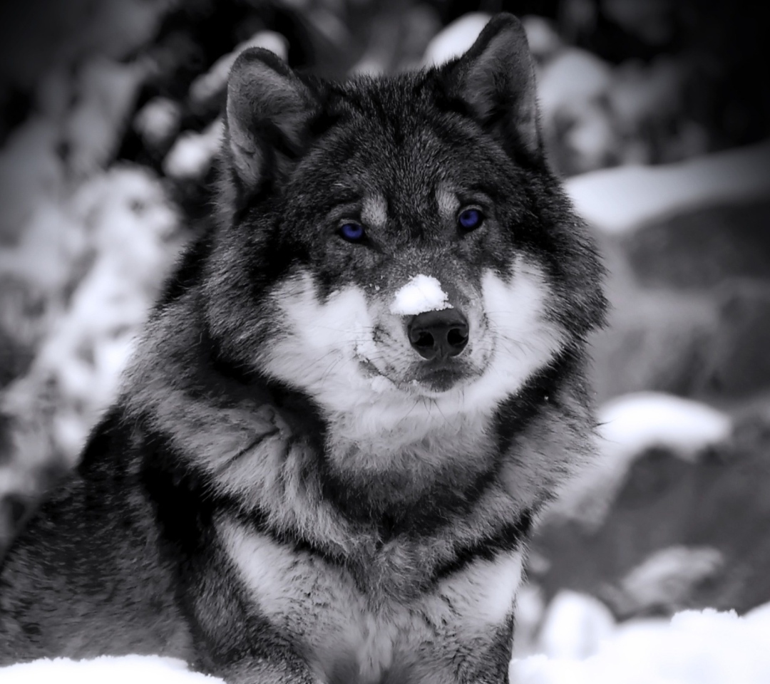 Das Wolf In Winter Wallpaper 1080x960