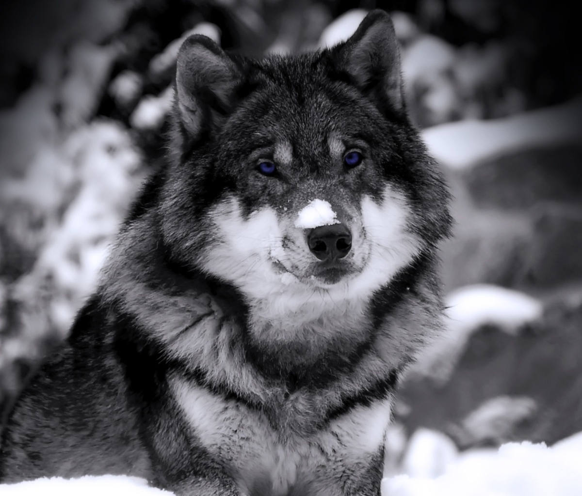 Fondo de pantalla Wolf In Winter 1200x1024