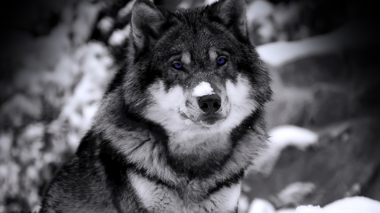 Sfondi Wolf In Winter 1280x720