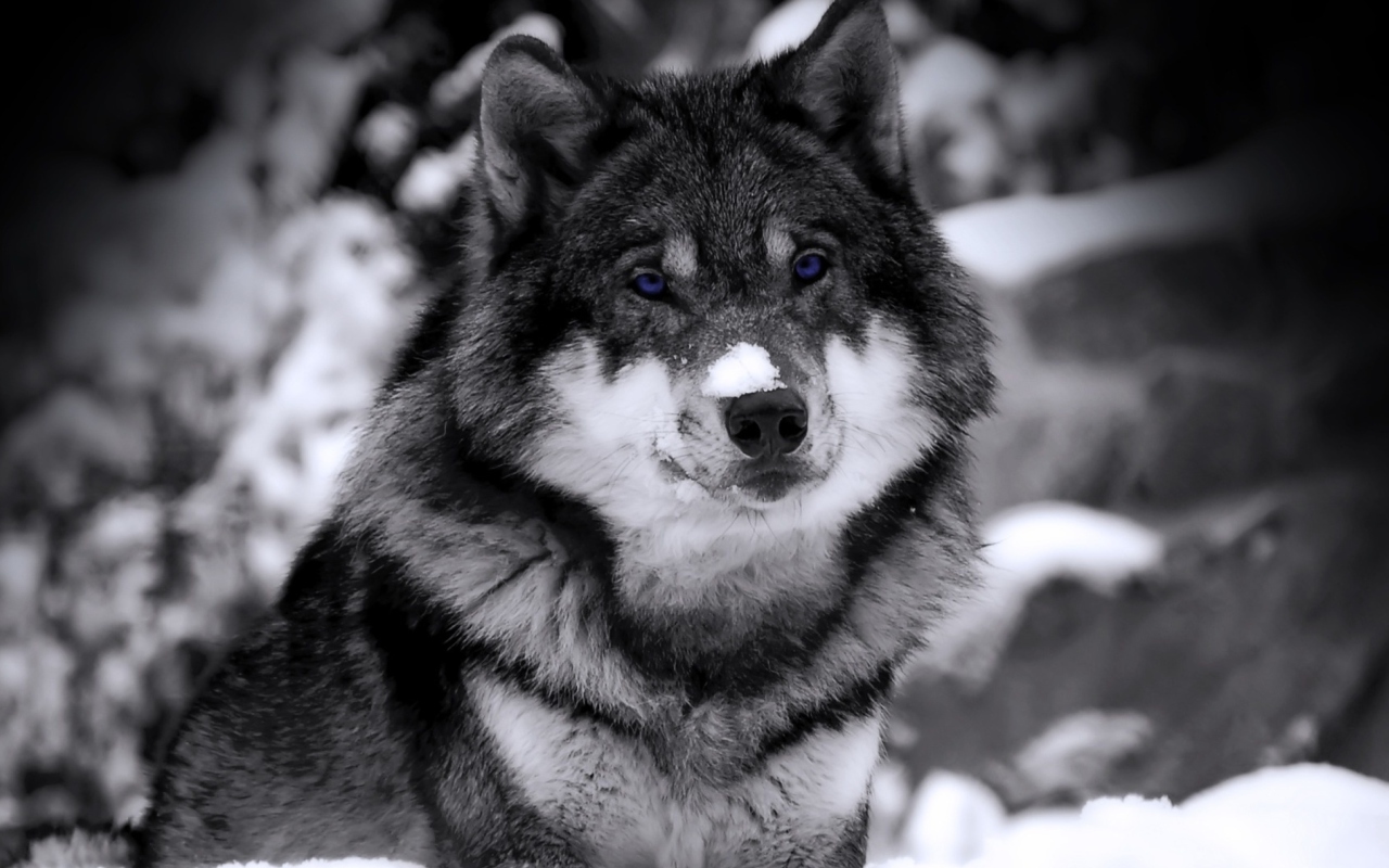 Wolf In Winter wallpaper 1280x800