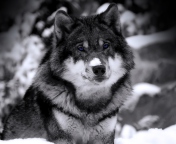 Screenshot №1 pro téma Wolf In Winter 176x144
