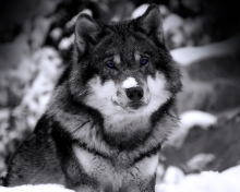 Wolf In Winter screenshot #1 220x176