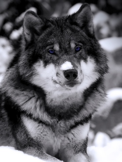 Wolf In Winter wallpaper 240x320