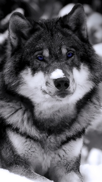 Wolf In Winter screenshot #1 360x640