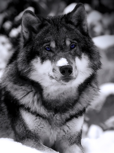 Обои Wolf In Winter 480x640