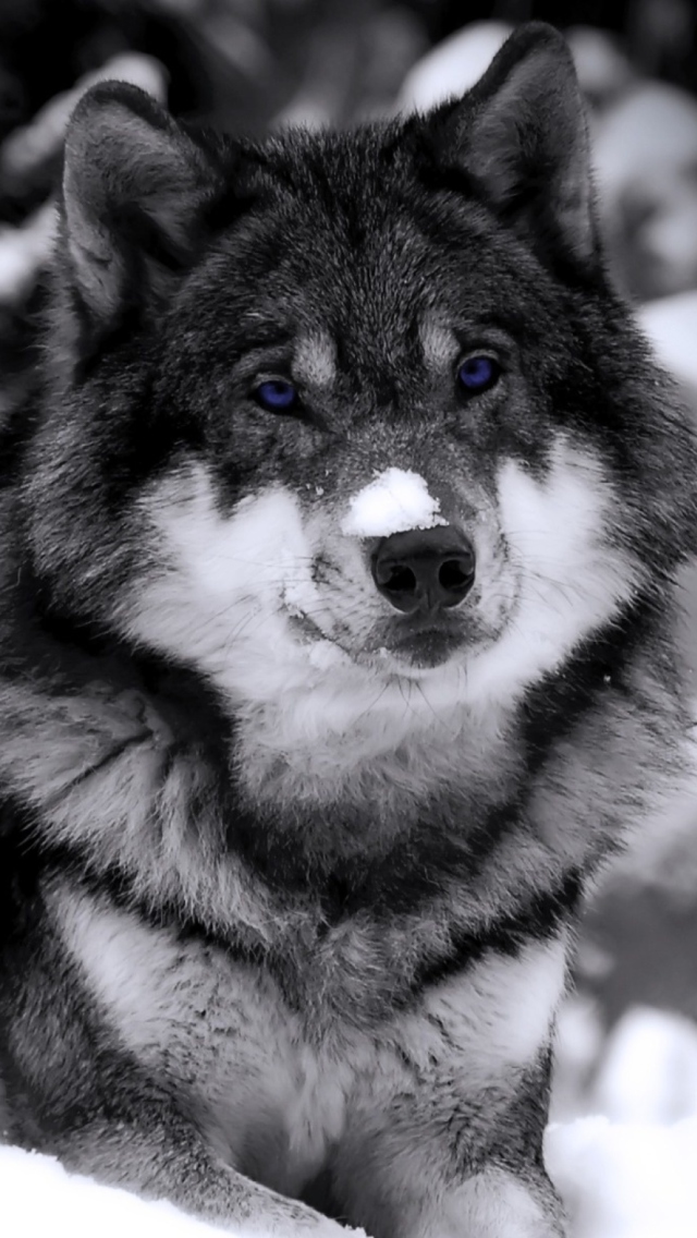 Das Wolf In Winter Wallpaper 640x1136