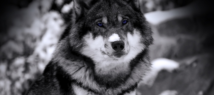 Screenshot №1 pro téma Wolf In Winter 720x320