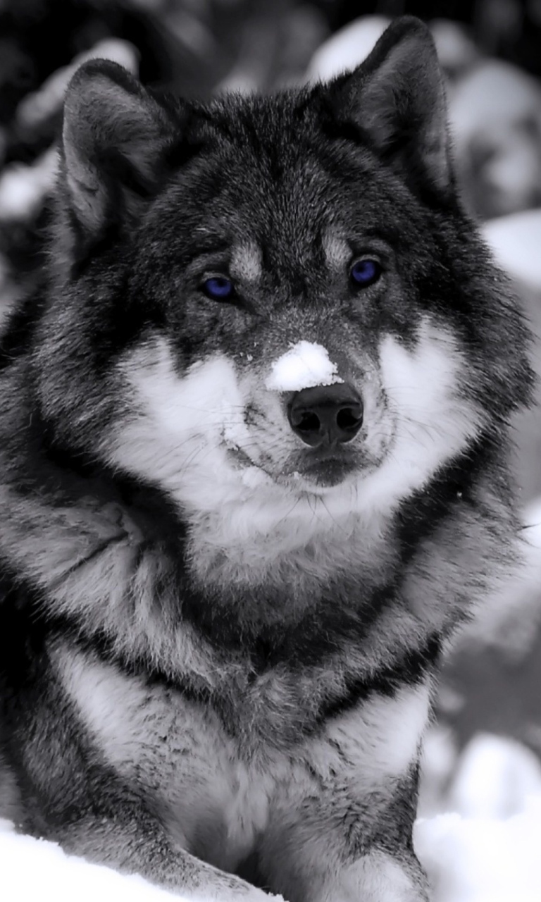 Screenshot №1 pro téma Wolf In Winter 768x1280