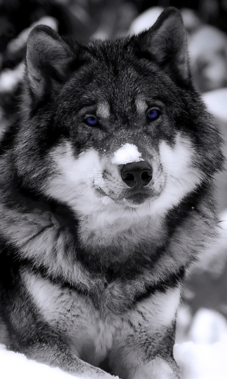 Wolf In Winter wallpaper 768x1280