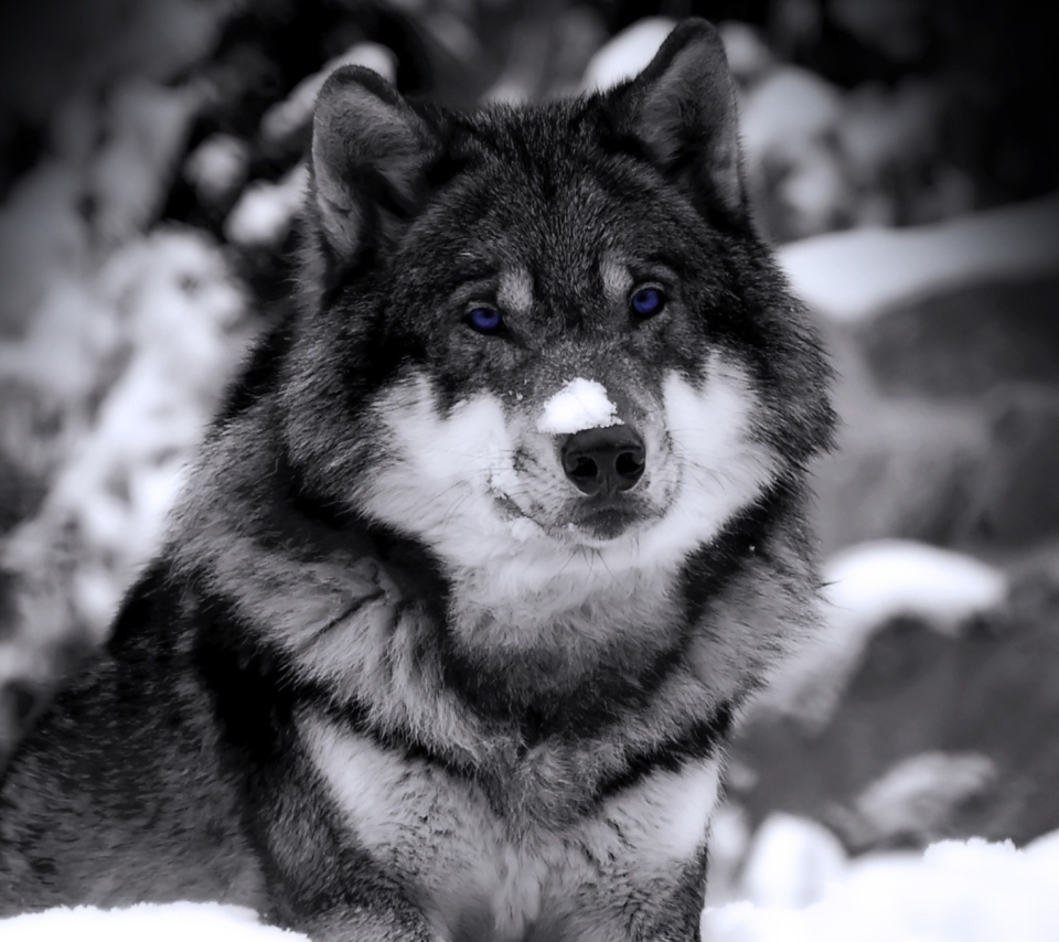 Wolf In Winter screenshot #1 960x854