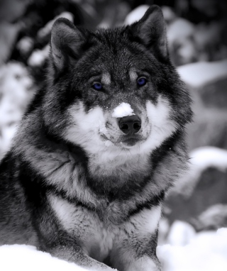 Kostenloses Wolf In Winter Wallpaper für 640x1136