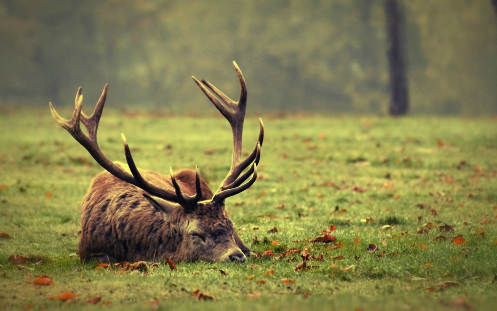 Screenshot №1 pro téma Deer Sleeping 1680x1050