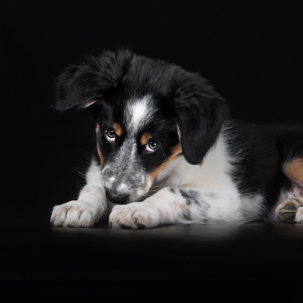 Fondo de pantalla Bernese Mountain Dog 1024x1024