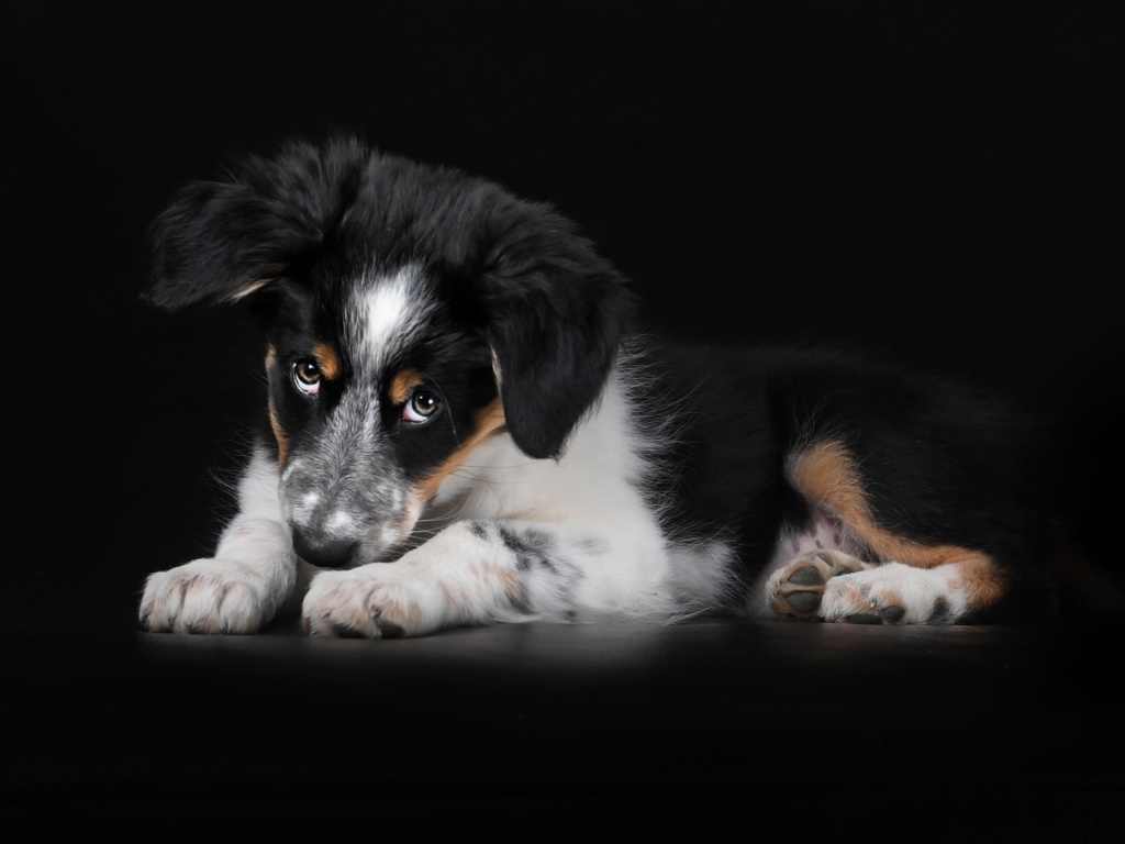 Fondo de pantalla Bernese Mountain Dog 1024x768