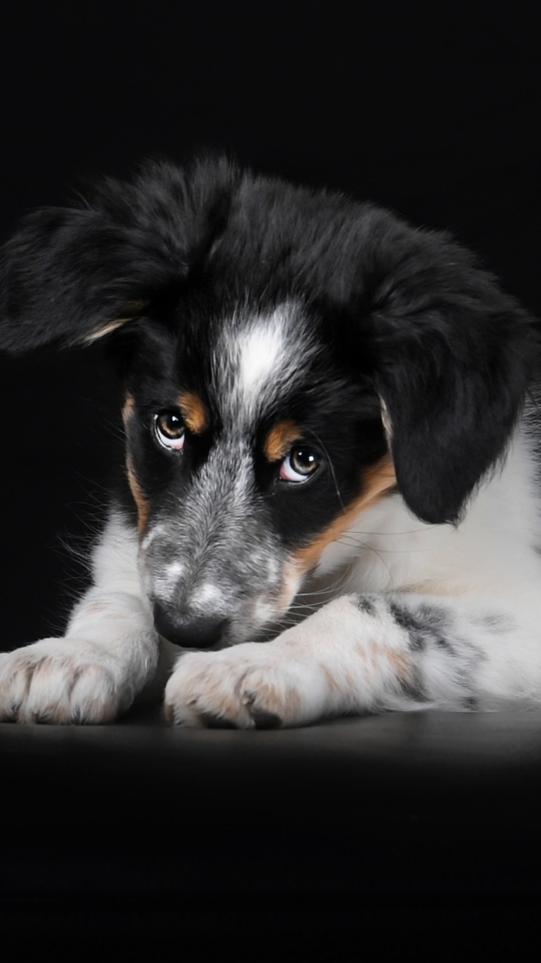 Bernese Mountain Dog wallpaper 1080x1920