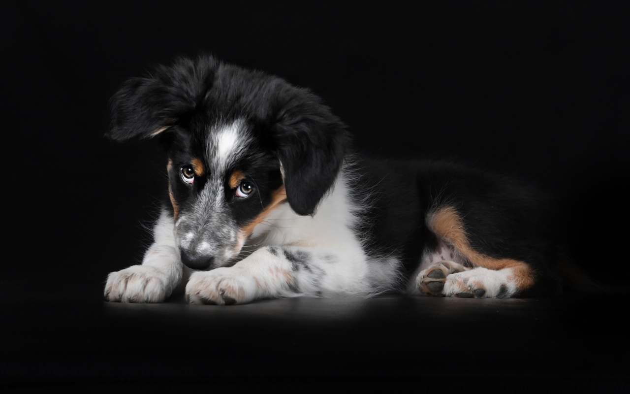 Bernese Mountain Dog screenshot #1 1280x800