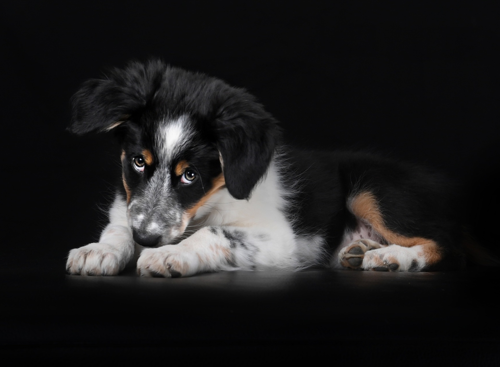 Bernese Mountain Dog screenshot #1 1920x1408