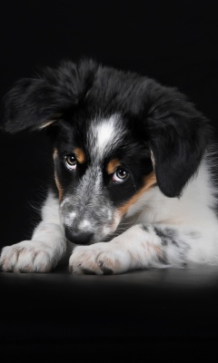 Screenshot №1 pro téma Bernese Mountain Dog 240x400