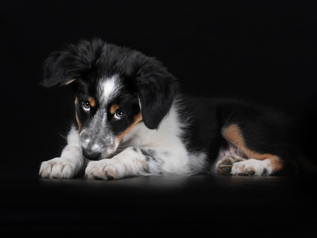 Bernese Mountain Dog screenshot #1 640x480