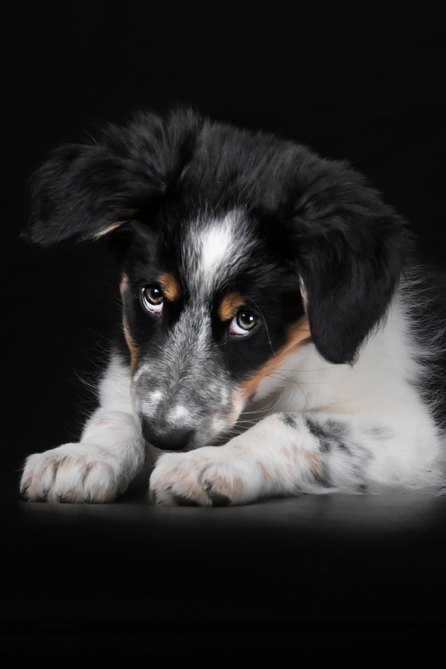 Bernese Mountain Dog screenshot #1 640x960