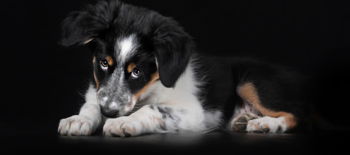 Bernese Mountain Dog wallpaper 720x320