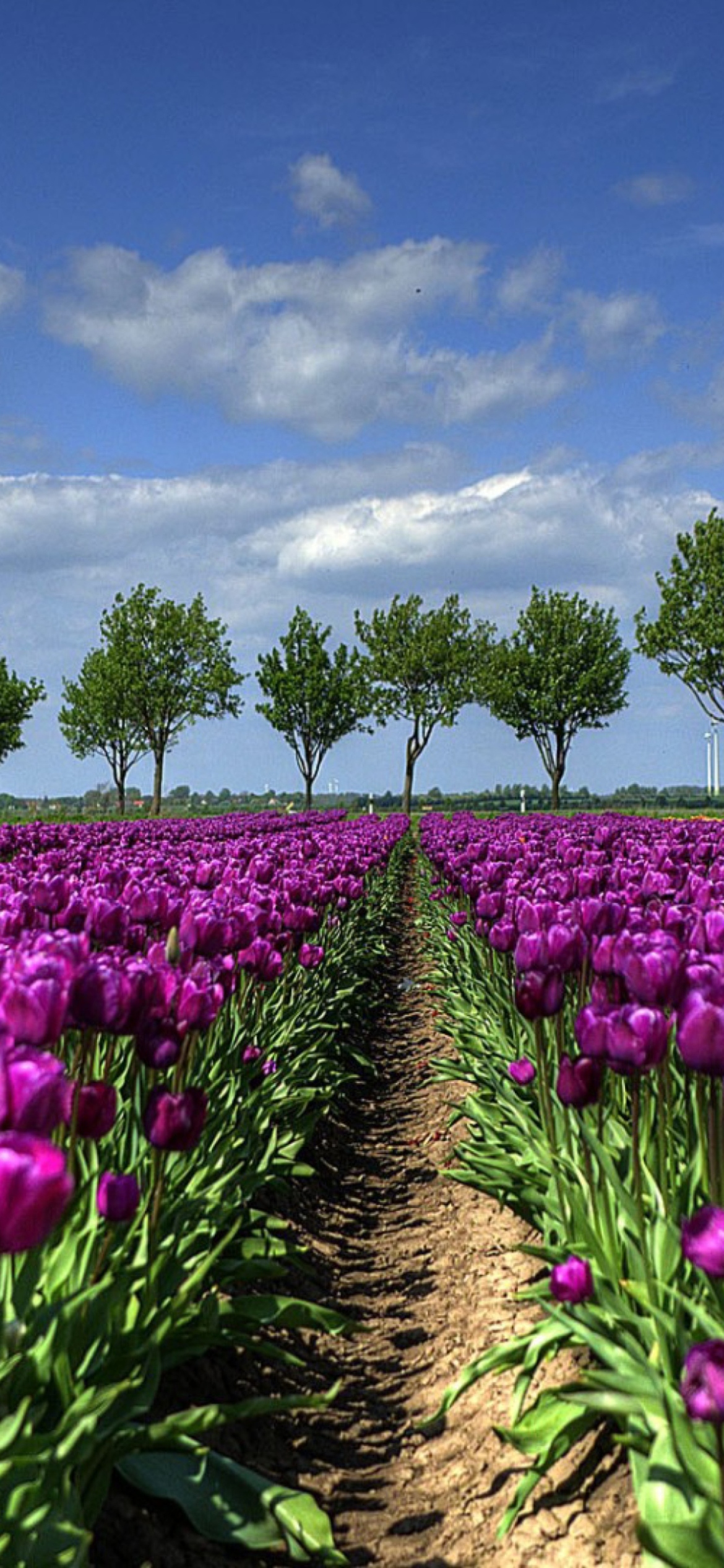 Screenshot №1 pro téma Purple Tulip Field In Holland 1170x2532