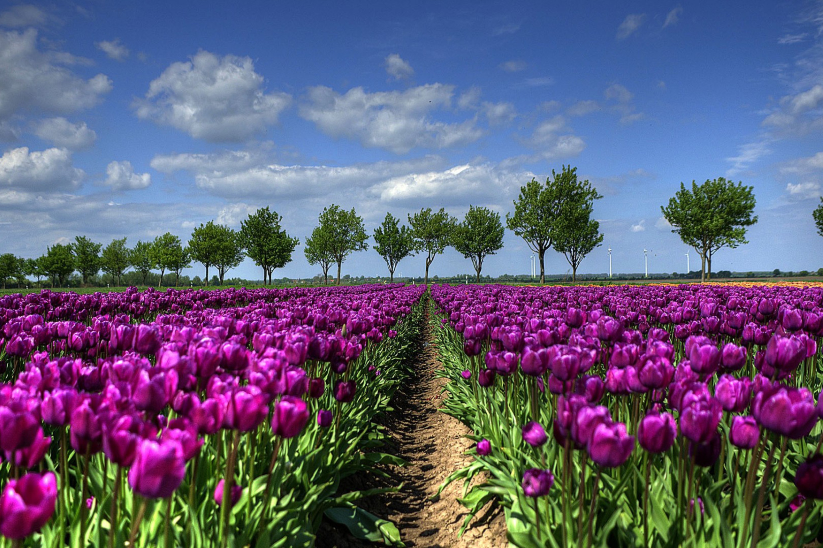 Screenshot №1 pro téma Purple Tulip Field In Holland 2880x1920